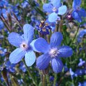 Anchusa azurea fleur